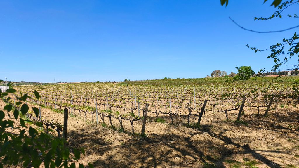 Vineyards Penedes (2)